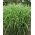 Miscanthus Zebrinus, Sebra Grass - Seemik - XL pakk - 50 tk