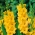 Gladiolus Yellow луковици XXL - XL опаковка - 50 бр - 