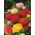 Ranunculus, Buttercup Tomer Mix - XXXL balení - 500 ks.