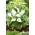 Zantedeschia, Calla Lily Blanc - Paquet XL - 50 pcs