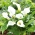 Zantedeschia, Calla Lily Blanc - Paquet XL - 50 pcs
