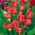Zantedeschia, Calla Lily Red - confezione XL - 50 pz