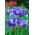 Iris siberiano de doble flor - Concord Crush; bandera siberiana - paquete XL - 50 piezas