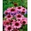 Echinacea, Echinacea Purpurea - confezione XL - 50 pz
