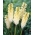 Kniphofia, Red Hot Poker, Tritoma White - gros paquet ! - 10 pieces