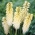 Kniphofia, Red Hot Poker, Tritoma White - Pack XL - 50 uds.
