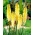 Kniphofia, Red Hot Poker, Tritoma Percy's Pride - gros paquet ! - 10 pieces