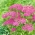 Yarrow comum - Lilac Beauty - roxo - pacote XL - 50 unidades