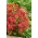 Harilik raudrohi - Paprika - punane - XL pakk - 50 tk