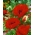 Oriental poppy - Papaver orientale - XL pack - 50 pcs