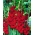 Gladiolus Red hagymák XXL - XXXL csomag 250 db.