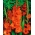 Gladiolus Orange луковици XXL - XXXL опаковка 250 бр - 