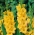 Gladiolus Žluté cibuloviny XXL - XL balení - 50 ks.
