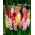 Gladiolus čebulice XXL - mix - XXL pakiranje 150 kom
