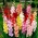 Gladiolus Mix - XXXL pakkaus -250 kpl