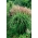 Maiden silvergrass - Ferner Osten - confezione XL - 50 pz - 