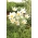 flor de Pascua - flores blancas - plántula; pasqueflower, pasqueflower común, pasqueflower europeo - Pack XL - 50 uds