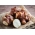 Jerusalem artichoke - sunroot - edible and ornamental-  sunchoke, earth apple - XXXL pack - 200 pcs