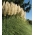 Bijela pampas trava - sadnica - XL pakiranje - 50 kom