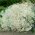 Hálito de bebê com flores brancas - Gypsophila - conjunto de raízes - pacote XL - 50 unidades