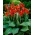 Canna lily - President - pacote XL - 50 unidades
