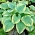 Hosta 'Robert Frost'; plantain lily, giboshi -  large package! - 10 pcs