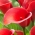 Arum liliom 'Red Alert'; calla, calla lily - nagy csomag! - 10 db.