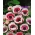 Anemone Bicolor - XXXL pakkaus 400 kpl