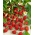 Divoké jahody Regina semená - Fragaria vesca - 320 semien