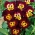 Võõrasema - Pruunikaskollaseid - 320 seemned - Viola x wittrockiana