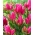 Tulip 'Happy Family' - pacote grande - 50 unidades