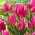 Tulip 'Happy Family' - paquete grande - 50 piezas