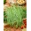 Насіння вігни - Vigna sinensis - 60 насінин - насіння