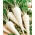 Root parsley "Sugar" - COATED SEEDS