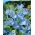 블루 완두콩 종자 - Lathyrus odoratus - 36 종자 - 씨앗