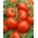 Biji tomat Tomat - Lycopersicon esculentum - 35 biji - Lycopersicon esculentum Mill. 