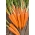 Hạt giống cà rốt Kometa F1 - Daucus carota - 2550 hạt - Daucus carota ssp. sativus 