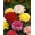 Гвоздика садовая - Szabo - смесь - 275 семена - Dianthus caryophyllus