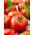 Tomat - Adam F1 - 64 seemned - Lycopersicon esculentum Mill
