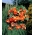 베고니아 펜듈라 캐스케이드 오렌지 - 2 개의 알뿌리 - Begonia ×tuberhybrida pendula