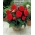 Begonia Fimbriata (sfrangiata) - rossa - confezione grande! - 20 pezzi