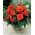 Begonia Fimbriata - Oranssi - paketti 2 kpl