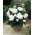 Begonia Velika cvetoča dvojna bela - 2 žarnici - Begonia ×tuberhybrida 