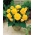 Begonia ×tuberhybrida  - geltonas - pakuotėje yra 2 vnt