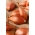 Κρεμμύδι άνοιξη - κρεμμύδι - 10 κιλά. πράσινο κρεμμύδι, eschalot - 