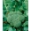 Brokoļi - Calabrese Natalino - 300 sēklas - Brassica oleracea L. var. italica Plenck