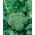 Brocoli - Calabrese Natalino - 300 graines - Brassica oleracea L. var. italica Plenck