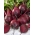 Red beetroot 'Betina' - 500 grams - professional seeds for everyone