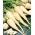 جعفری "کونیکا" - تنوع متوسط زودرس - 3000 دانه - Petroselinum crispum 