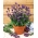 גן הבית - לבנדר "זן מונסטיד" - לטיפוח פנים ומרפסת; לבנדר לבנדר צרפתי, לבנדר אנגלי - 200 זרעים - Lavandula angustifolia
